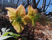 68 Helleborus niger (Elleboro) in fruttescenza